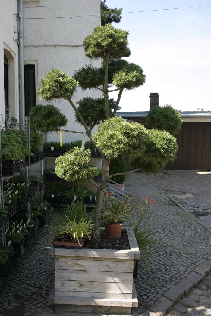 Baum und Rosenschule Zumpe