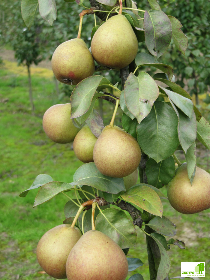 Pastorenbirne Baum